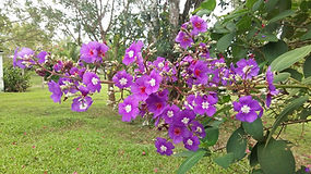 Flores do jardim do Retiro
