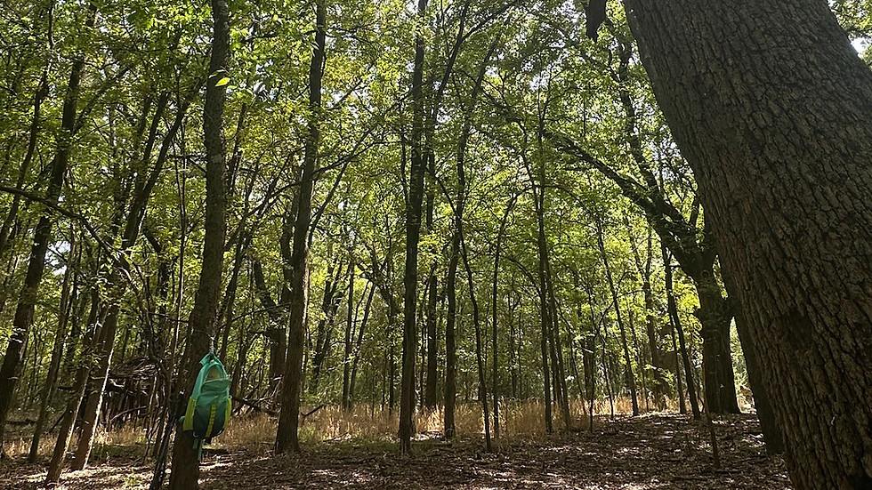 texas tree.jpg