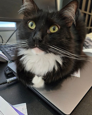 Mochi