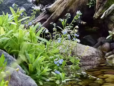 Water Forget-Me-Not