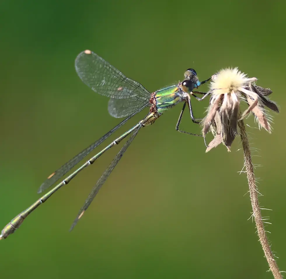 willow emerald damselfly
