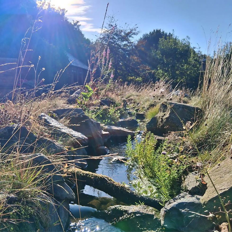 A mature pond ecosystem