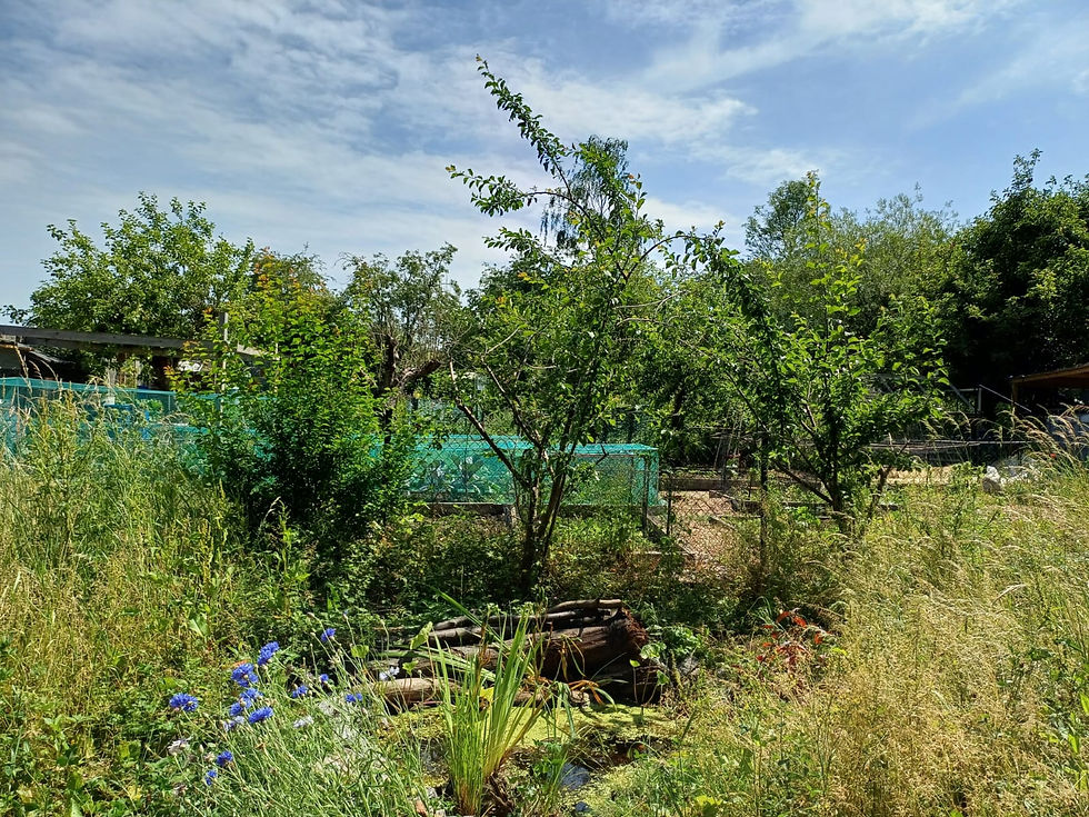 Growing Community, Creating Wild Spaces!