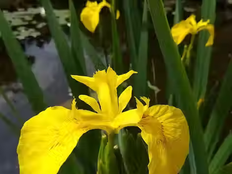  Flag Iris