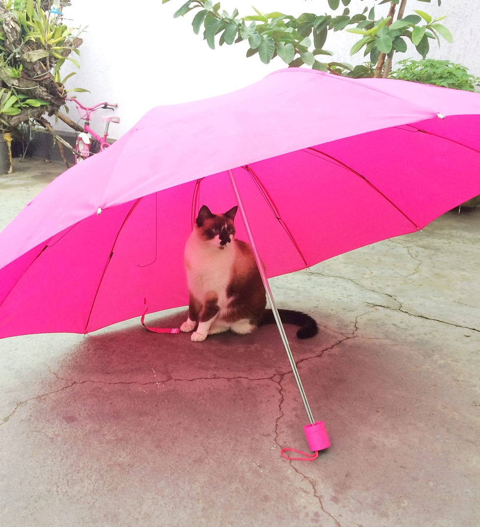 e1c16697-e72b-4fdc-bd89-9e78f2f1254b