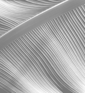 Close-Up Feather Texture