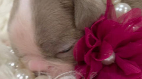 Lilac boston terrier