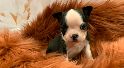 male boston terrier puppy for sale