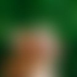 red fawn boston terrier