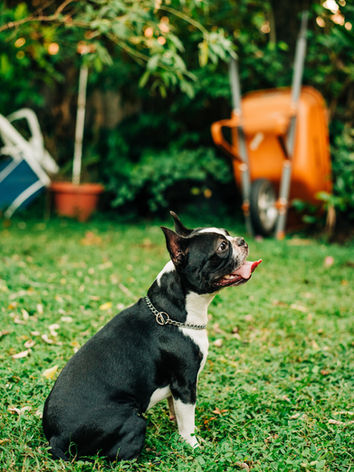 Black and white Boston Terrier stud service