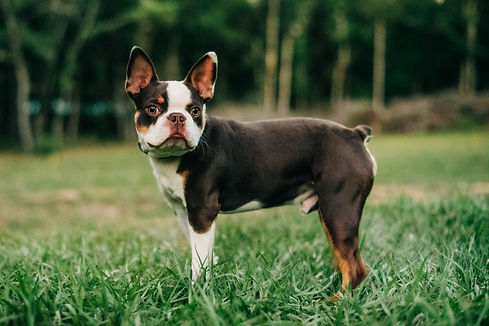 red chocolate tri colored boston terrier