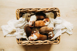 colored boston terrier puppies