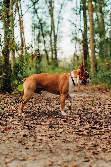 red fawn boston terrier