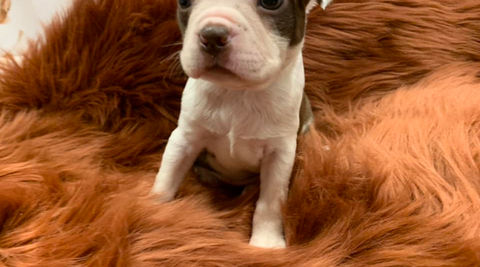Boston terrier puppy