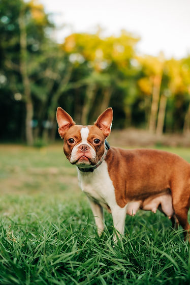 red boston terrier