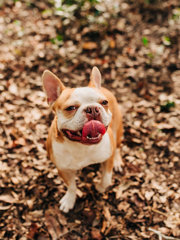 red fawn boston terrier