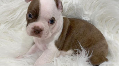 Boston terrier