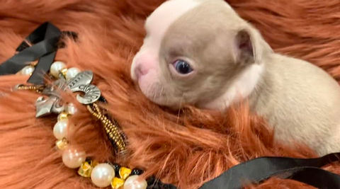 Lilac Boston terrier puppy