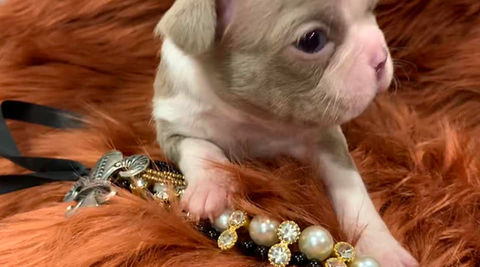 Lilac Boston terrier puppy