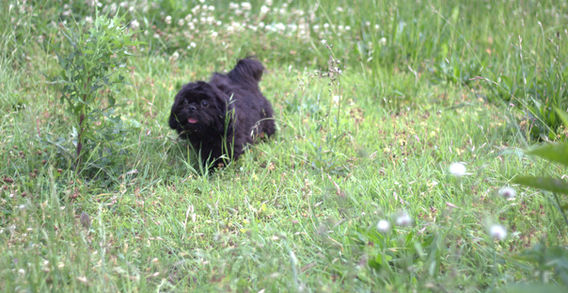 MISTER ESPRESSO- BLACK MALE SHIH TZU