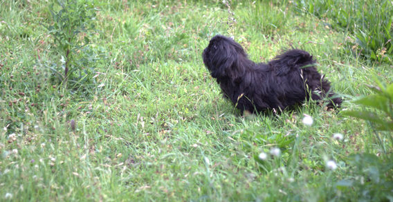 MISTER ESPRESSO- BLACK MALE SHIH TZU