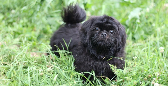 MISTER ESPRESSO- BLACK MALE SHIH TZU