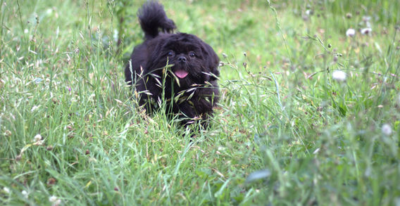 MISTER ESPRESSO- BLACK MALE SHIH TZU
