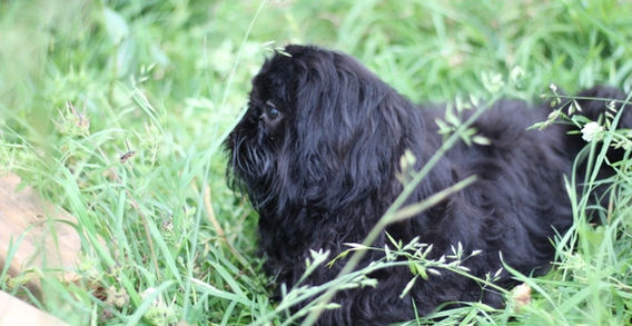 MISTER ESPRESSO- BLACK MALE SHIH TZU
