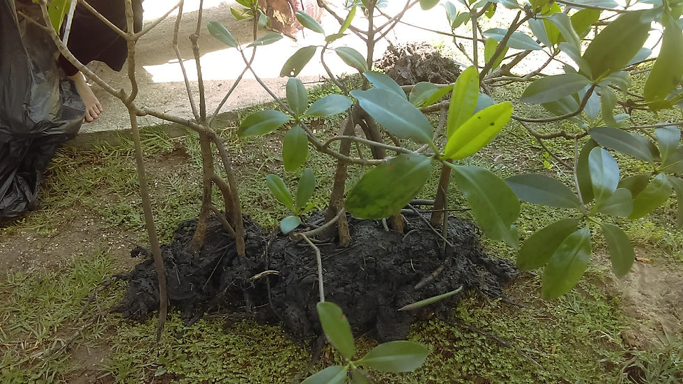 Mangroves seedling from Caroni Swamp