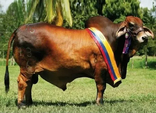 EL CANEY SINGIN ROJO GRANDE 937/6