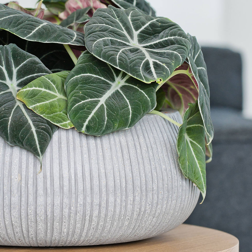 Miniatiūra: Briaunuotas Vazonas Elegantiškai Aplinkai