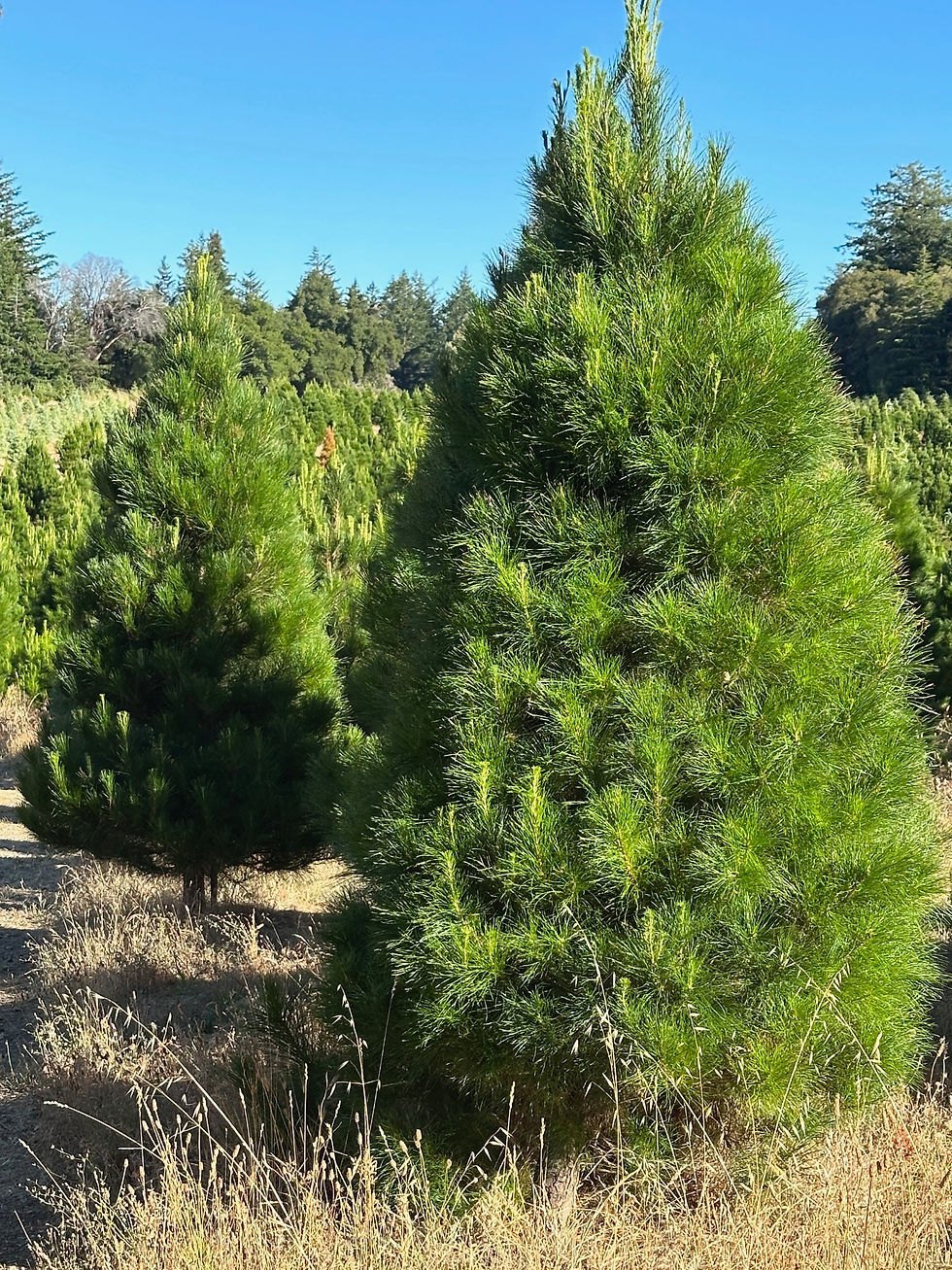 Magnificent Monterey Pines