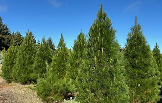 Monterey Pine_edited.jpg