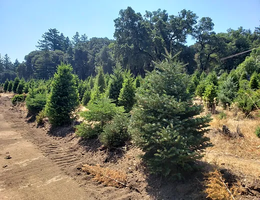 Crest Ranch Christmas Tree Farm Santa Cruz California Bay Area Chr