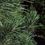Thumbnail: Scotch Pine