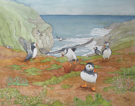 Puffins on Skomer Island, Pembrokeshire, watercolour