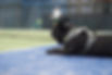 Dog on the Tennis Court at Wickford
