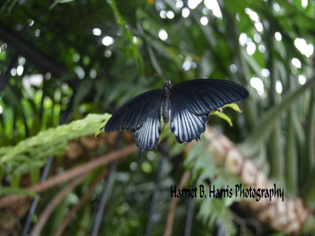 "Black Panther's Playmate"