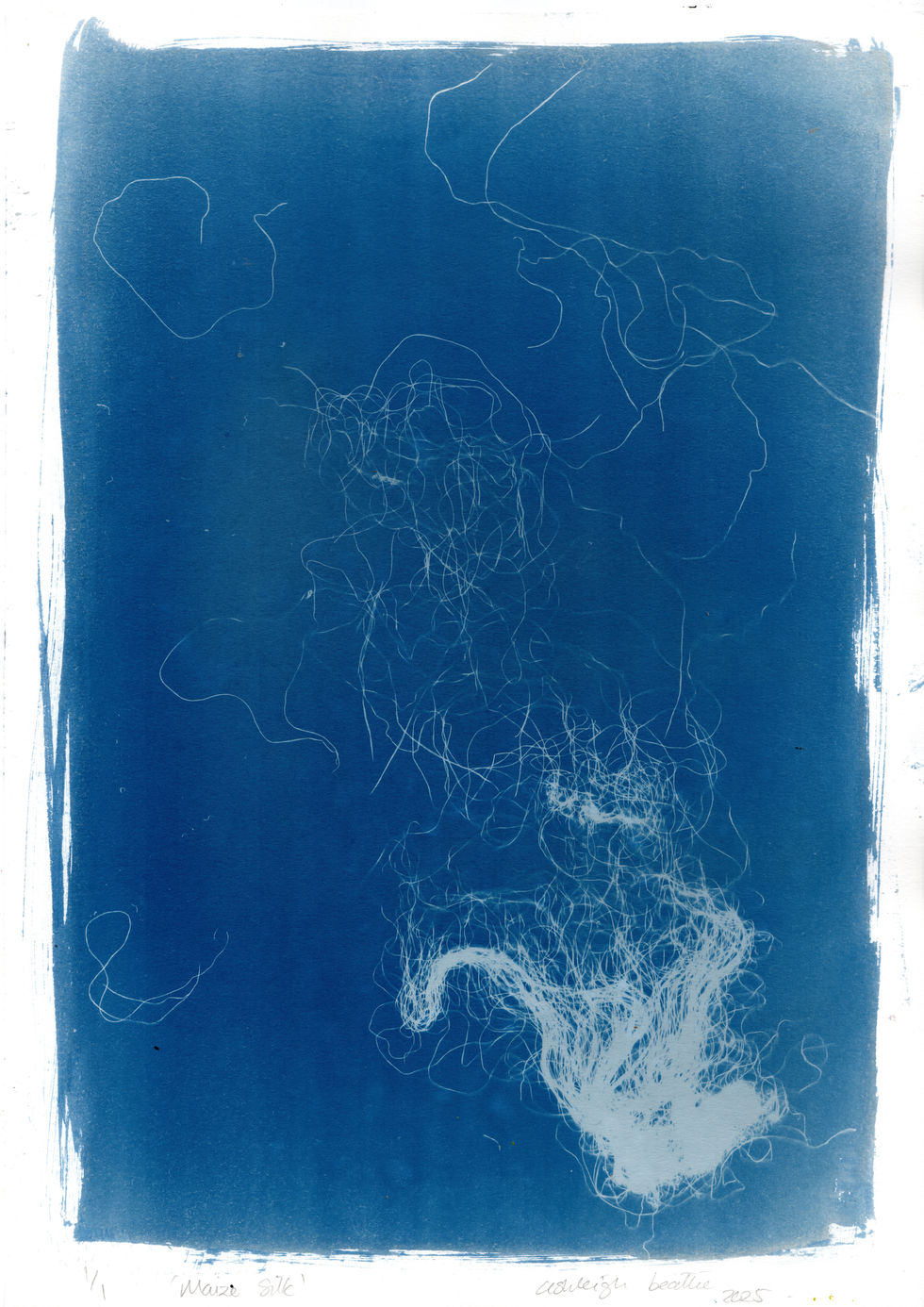 Ashleigh Beattie, Maize Cyanotype, 2025