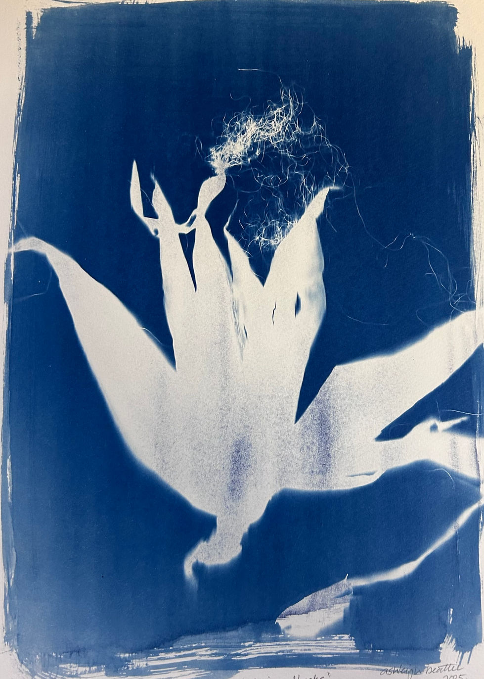 Ashleigh Beattie, Maize Cyanotype, 2025
