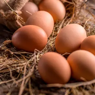 Farm fresh eggs in the chicken coop