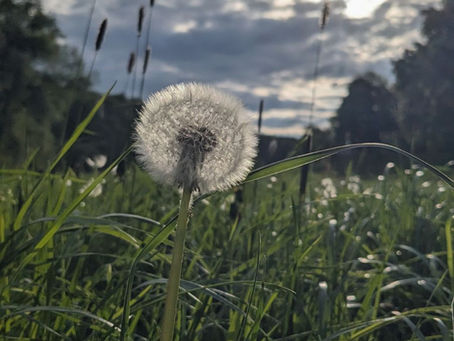 Wildes Welten Wandeln windet in die weite Welt hinaus