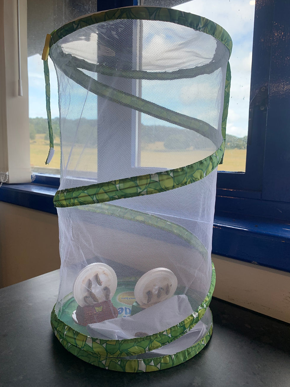Butterflies waiting to emerge from chrysalises