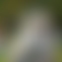 Photograph of a cemetery featuring a prominent white marble angel statue leaning over a pedestal with the name "HILL" engraved on it. The statue is surrounded by green grass, trees creating dappled lighting, and various other gravestones in the background.