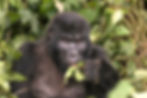 A photograph of a gorilla eating a leaf.