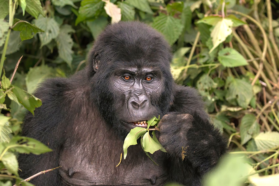 A photograph of a gorilla eating a leaf.