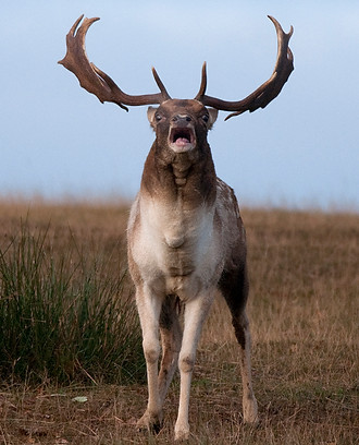 fallow deer buck on attack