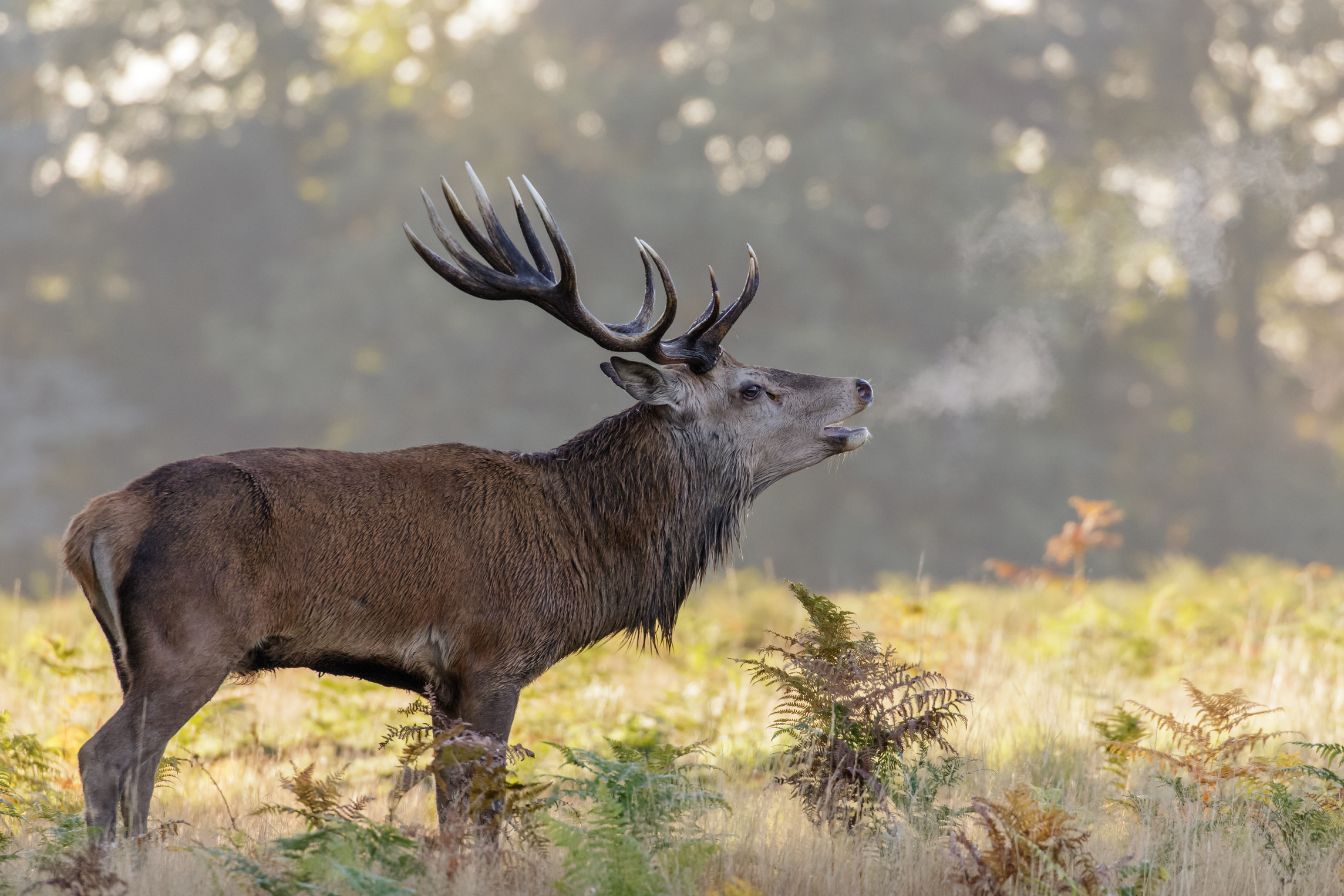 Sambar deer hunting Victoria Ultimate Hunting Australia
