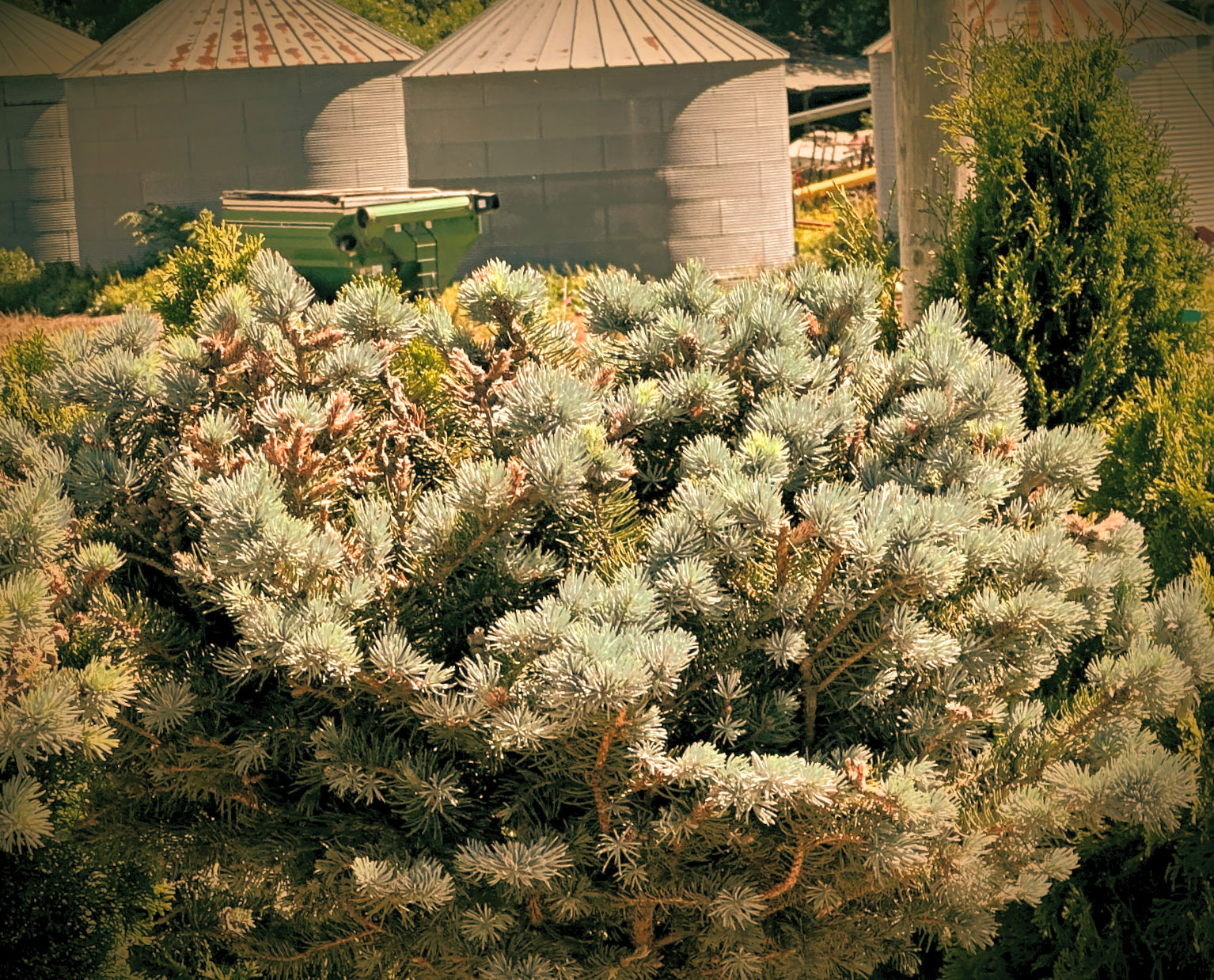 Spruce Bird's Nest #5
