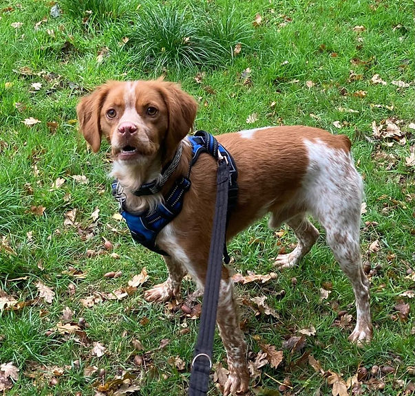 Marmalade standing looking happy in field area.jpg